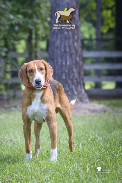 85034a Cooper photo