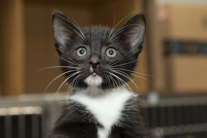 07815B TUX - Domestic Shorthair / Mix available for adoption