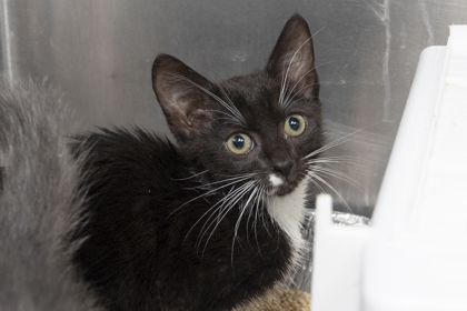 08644B BOO BERRY - Domestic Shorthair / Mix available for adoption
