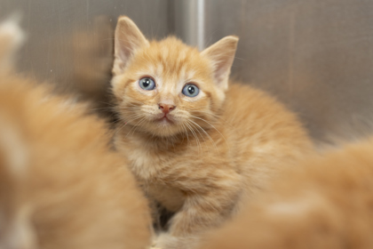 07612B LOUIE- PETSMART JAMES ISLAND - Domestic Shorthair / Mix available for adoption