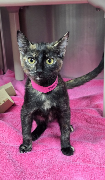 95844a Luna- PetSmart North Charleston
