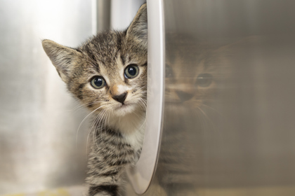 07659B KARMA - Domestic Shorthair / Mix available for adoption