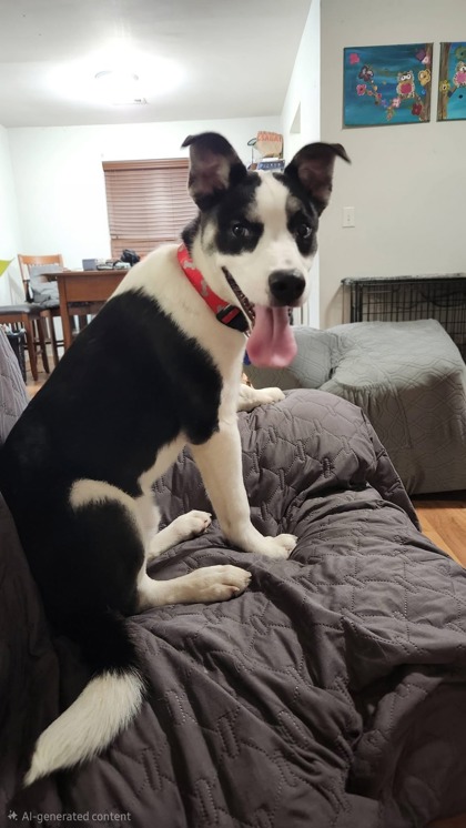 2486b Gumball - Adoption Ambassador photo