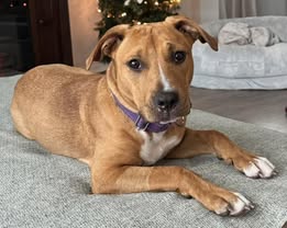 3242B Daisy - Adoption Ambassador photo