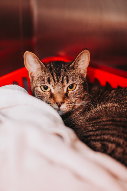 95027A ZIPPY - Domestic Shorthair / Mix available for adoption