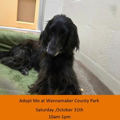 97324A TIEGEN - Afghan Hound / Mix available for adoption