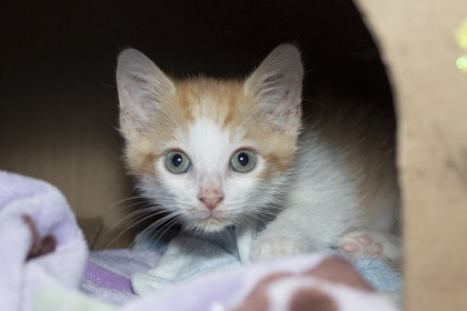 08730B PUMPKIN - Domestic Shorthair / Mix available for adoption