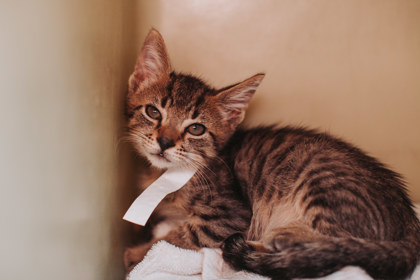 96828A CARTER - Domestic Shorthair / Mix available for adoption