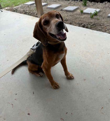 3835B Minato - Adoption Ambassador photo