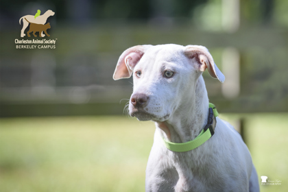 05642b Hinata Adoption Ambassador photo