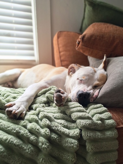 96833A DEACON - ADOPTION AMBASSADOR - American Staffordshire Terrier / Mix available for adoption