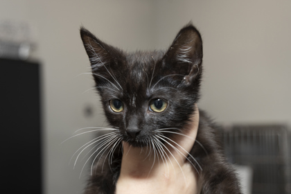 07893B ZEPHYR - Domestic Shorthair / Mix available for adoption