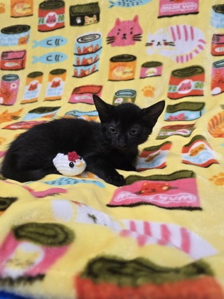 07491B POE - Domestic Shorthair / Mix available for adoption