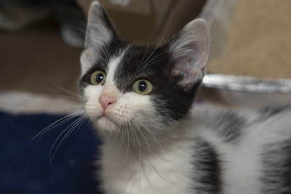 08709B SALLY MAE - Domestic Shorthair / Mix available for adoption