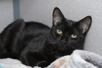 07370B MARY GRACE - Domestic Shorthair / Mix available for adoption