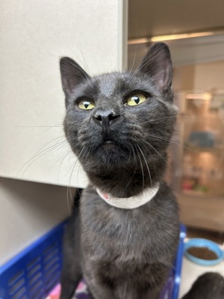 04658B GUMMY BEAR - Domestic Shorthair / Mix available for adoption