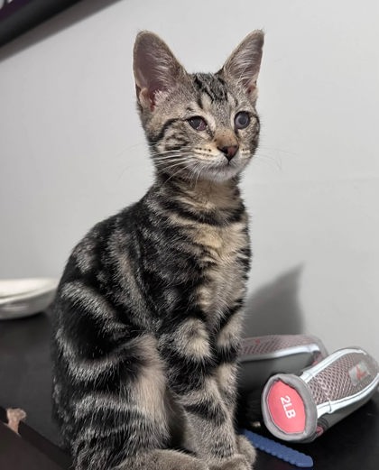 08127B WILLOW - ADOPTION AMBASSADOR - Domestic Shorthair / Mix available for adoption