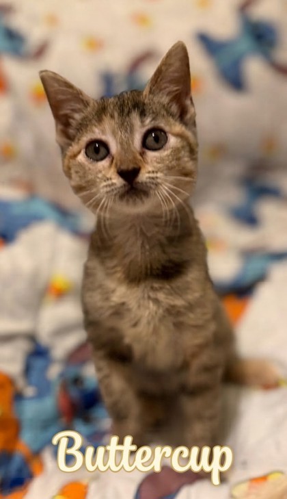 95254a Buttercup- PetSmart North Charleston