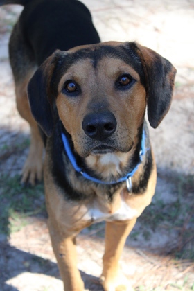 08918B GARTER - Hound / Mix available for adoption