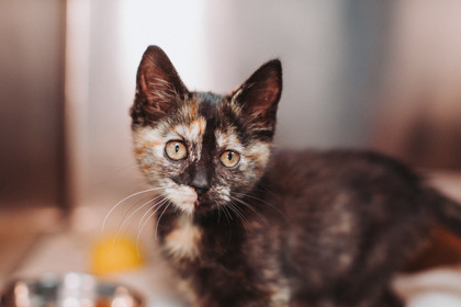 96236A IRIS - PETSMART JAMES ISLAND - Domestic Shorthair / Mix available for adoption
