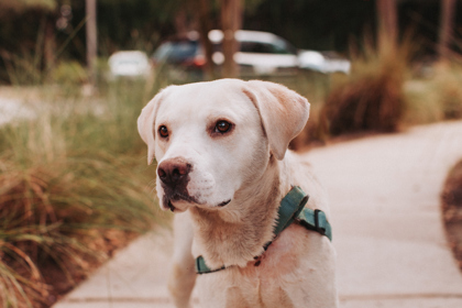 95661A CHARLIE - Terrier / Mix available for adoption