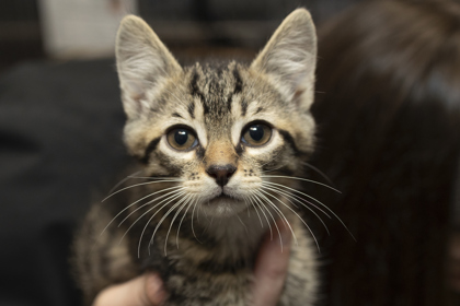 07201B GELATO - Domestic Shorthair / Mix available for adoption
