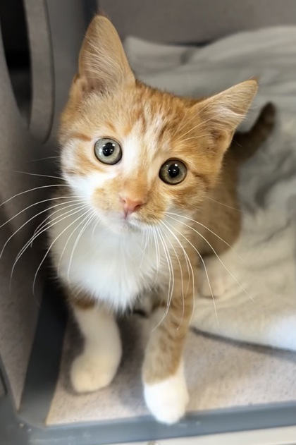 07255B PRINCESS PEACH - Domestic Shorthair / Mix available for adoption