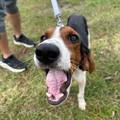 07836B COAST GUARD - Hound / Mix available for adoption