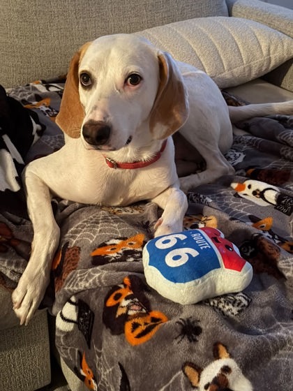 07412B Snoot - Adoption Ambassador photo