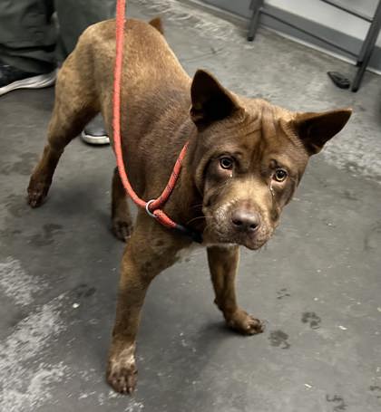 2516b Ol' Roy Adoption Ambassador photo