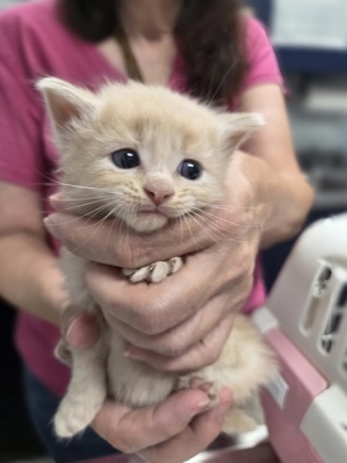 00037B Bailey- Adoption Ambassador photo