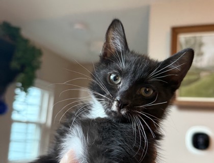 3752B Stache - Adoption Ambassador photo