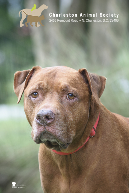 07405B DWEEZLE - Terrier / Mix available for adoption