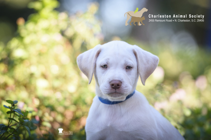 08541B CHARLES - Labrador Retriever / Mix available for adoption