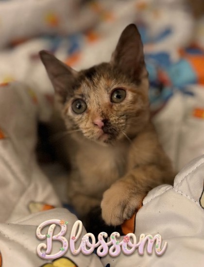 95255a Blossom- PetSmart North Charleston