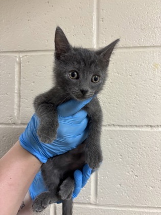 96337A KREACHER - Domestic Shorthair / Mix available for adoption