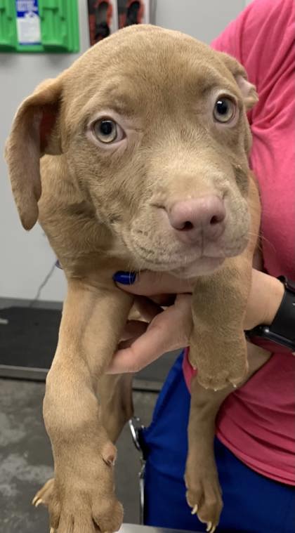 3018B Blueberry Pie photo