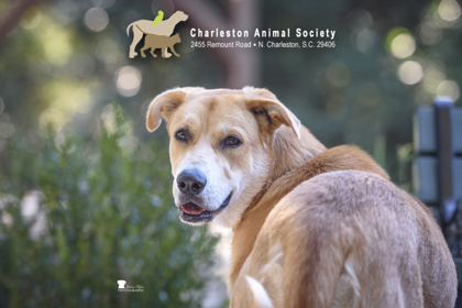 97172A DUNKIN' BUTTERBEAN - Labrador Retriever / American White Shepherd available for adoption