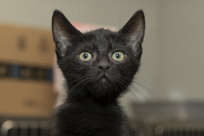 07667B LIONEL - Domestic Shorthair / Mix available for adoption