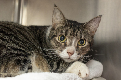 07674B SUNSET - Domestic Shorthair / Mix available for adoption