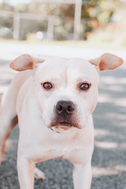 96267A DAN - American Staffordshire Terrier / Mix available for adoption