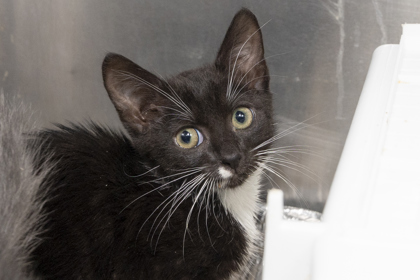 08644B BOO BERRY - Domestic Shorthair / Mix available for adoption