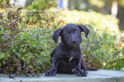 08542B TAYLOR - Labrador Retriever / Mix available for adoption