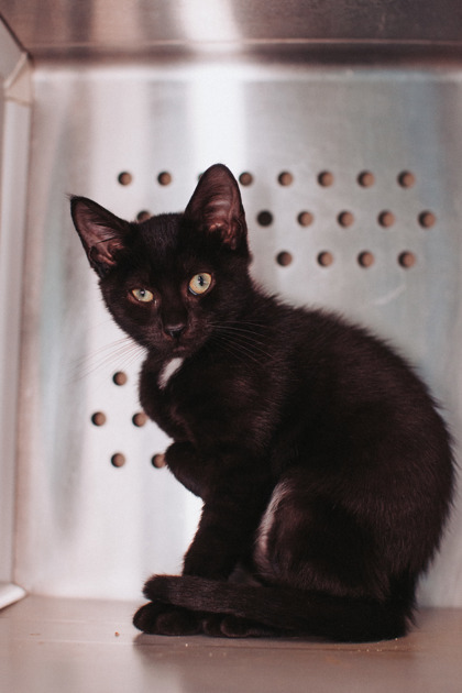 08706B SUZIE - Domestic Shorthair / Mix available for adoption