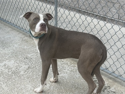 96620A DOLYN - American Staffordshire Terrier / Mix available for adoption