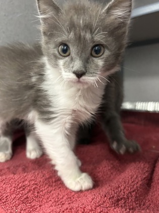 07410B FAUNA - Domestic Medium Hair / Mix available for adoption