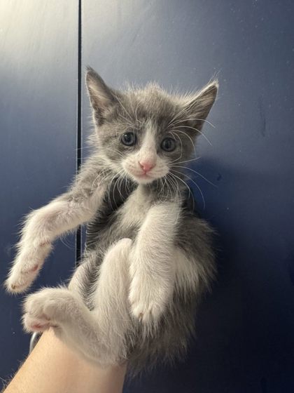 Juniper photo