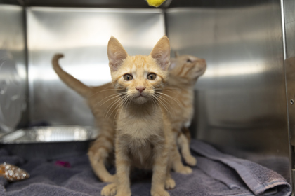 07792B HOCUS- PETSMART NORTH CHARLESTON - Domestic Shorthair / Mix available for adoption