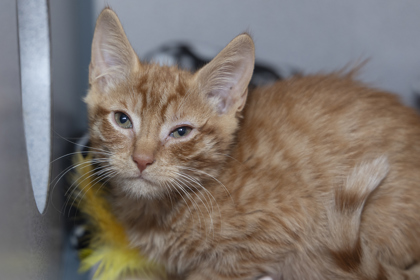 08813B TIPPY - Domestic Shorthair / Mix available for adoption