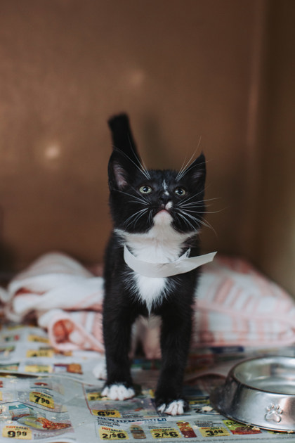 96780A Splat- PetSmart West Ashley
